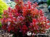 Raugerškis tunbergo ,Ruby Star' (lot. Berberis thunbergii) 